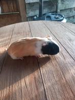 Mooi cavia zeugje, Dieren en Toebehoren, Knaagdieren, December, Cavia