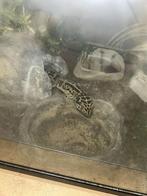 Luipaard gecko, Dieren en Toebehoren, Ophalen, Zo goed als nieuw