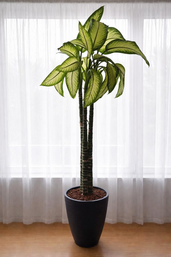 Plante Diefenbachia, Maison & Meubles, Plantes d'intérieur