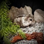 Tamme Russische Dwerghamsters (12 weken), Meerdere dieren, Hamster, Tam