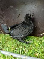 Ukkelse baardkriel hen, Dieren en Toebehoren, Pluimvee, Vrouwelijk, Kip