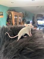 tamme ratjes op zoek naar nieuw huisje, Dieren en Toebehoren, Knaagdieren, Rat, Juni, Meerdere dieren, Tam