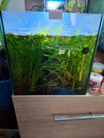 Vallisneria, Ophalen, Zo goed als nieuw
