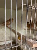 kan phaeo's, Dieren en Toebehoren, Vogels | Kanaries, Meerdere dieren, Kleurkanarie