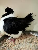 Strasser en oosters meeuwtje, Dieren en Toebehoren