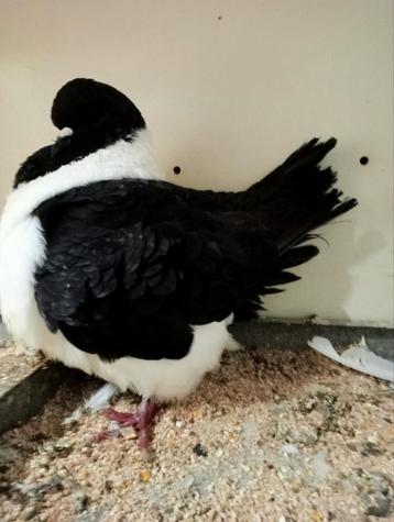 Mouette orientale et strass