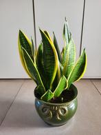 Sanseveria 50cm hoog, met pot, Huis en Inrichting, Kamerplanten, Minder dan 100 cm, In pot, Ophalen, Groene kamerplant