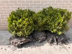 ILEX CRENATA, Tuin en Terras, Planten | Tuinplanten, Ophalen
