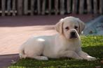 Prachtige blonde Labrador pups, Dieren en Toebehoren, Honden | Retrievers, Spaniëls en Waterhonden, België, CDV (hondenziekte)