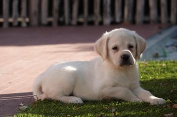 Prachtige blonde Labrador pups  beschikbaar voor biedingen