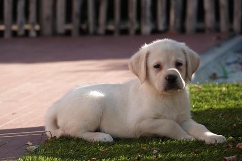 Prachtige blonde Labrador pups, Dieren en Toebehoren, Honden | Retrievers, Spaniëls en Waterhonden, Meerdere dieren, Labrador retriever