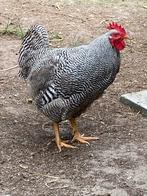 Amrock haan, Dieren en Toebehoren, Mannelijk, Kip