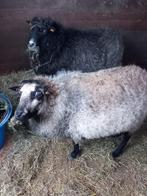 Tweede quessant Mini Ooitjes, Dieren en Toebehoren, Schaap