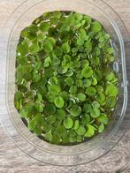 Aquarium drijfplantjes, Dieren en Toebehoren, Vissen | Aquaria en Toebehoren, Ophalen