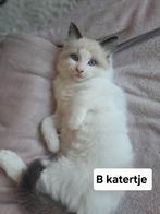Ragdoll kittens, Dieren en Toebehoren, Katten en Kittens | Raskatten | Langhaar, Gechipt