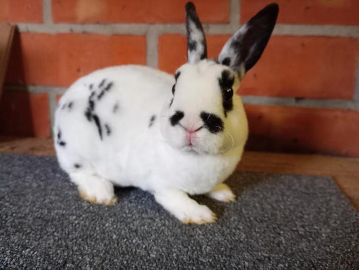 Lieve Rex dwerg in dalmatiner zwart., Dieren en Toebehoren, Konijnen, Dwerg