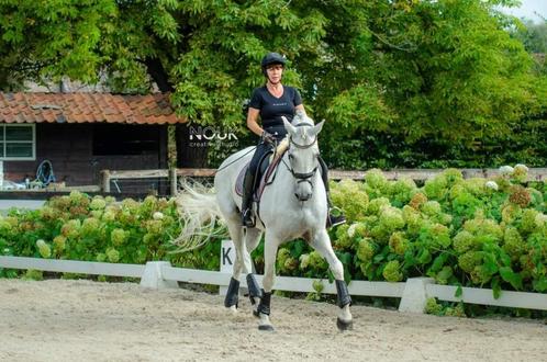 Cheval de dressage, Animaux & Accessoires, Chevaux, Hongre, M, 170 à 175 cm, 11 ans ou plus, Cheval de dressage, Avec pedigree