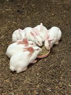 Witte vleeskonijnen te koop, Dieren en Toebehoren, Meerdere dieren, Middelgroot, 0 tot 2 jaar
