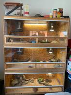 4 Reptiles avec terrariums à vendre, Terrarium of Paludarium, Zo goed als nieuw