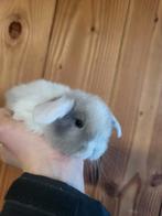 Prachtig nederlands dwerg hangoortje, Nain