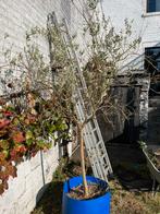 Olivier arbre, Jardin & Terrasse, Enlèvement, Olivier