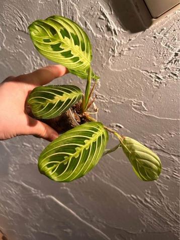 Maranta Light Vein beschikbaar voor biedingen