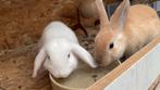 Dwerg konijnen, Dieren en Toebehoren, Konijnen, Dwerg, Hangoor