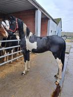 Paarden te koop, Dieren en Toebehoren, Paarden, Onbeleerd