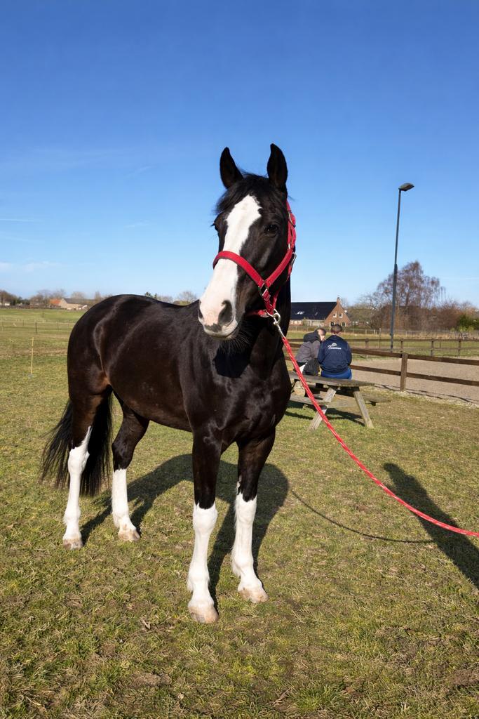 Gezocht / gevraagd brave pony, Dieren en Toebehoren, Pony's, Zadelmak