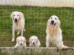 Chiots Golden Retriever à vendre - Les parents sont présents, Golden retriever, Chienne, Belgique, Plusieurs