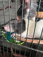 Kleurratjes gratis, Juin, Mâle