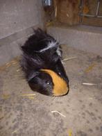 Gratis borstelharig cavia beertje, Dieren en Toebehoren, Cavia, Mannelijk, Tam, Oktober