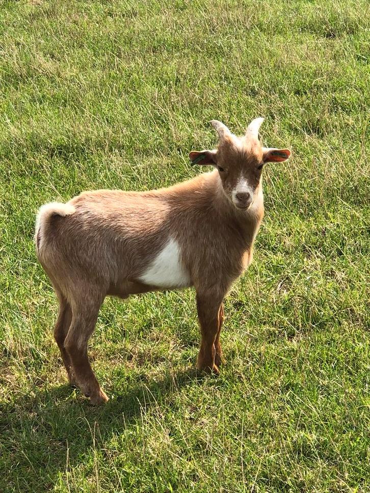 Mooi isabelkleurig bont dekbokje, Dieren en Toebehoren, Schapen, Geiten en Varkens, Geit, Mannelijk