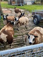 mooie baggerbond ooien 6, Dieren en Toebehoren, Schapen, Geiten en Varkens, Vrouwelijk, Schaap, 0 tot 2 jaar