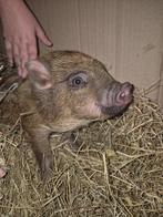 Micro mini varkentje, Dieren en Toebehoren, Schapen, Geiten en Varkens