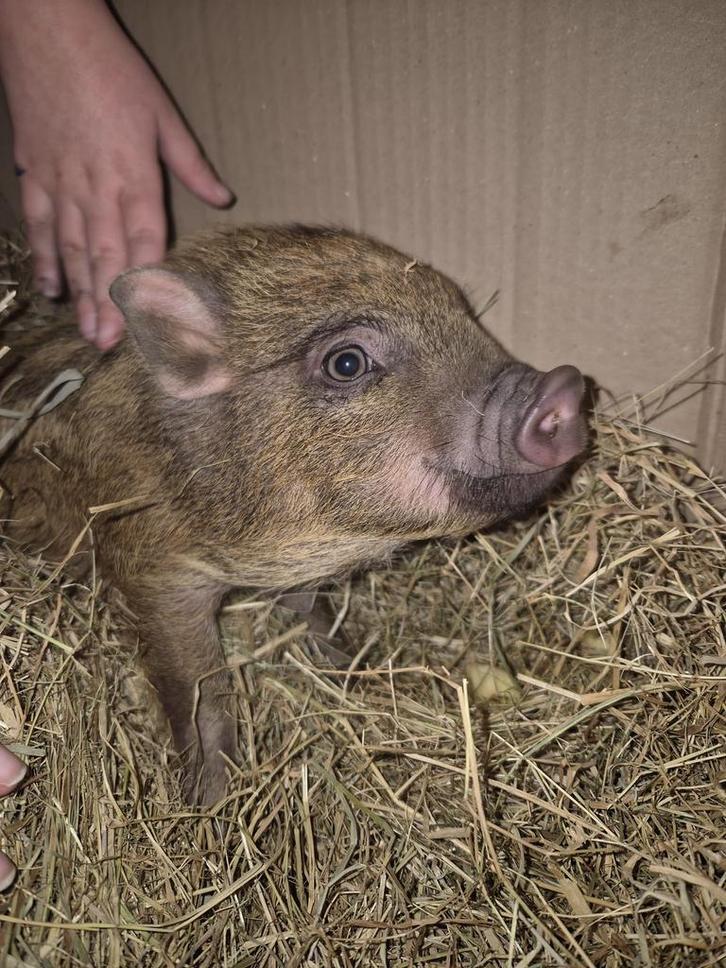Micro mini varkentje, Dieren en Toebehoren, Schapen, Geiten en Varkens