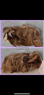 3 mooie Knuffelzeugjes zoeken samen een thuis, Dieren en Toebehoren, Knaagdieren, April, Vrouwelijk, Cavia