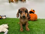 Dwergteckel pups, België, 8 tot 15 weken, Korthaar, CDV (hondenziekte)