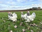 Mooie Brahma kriel kippen hennen gesekst + ingeënt, Dieren en Toebehoren, Vrouwelijk, Kip