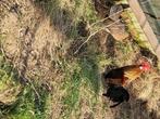 Hollandse krielen, Dieren en Toebehoren, Pluimvee, Kip