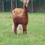 Alpaca veulen hengst, Dieren en Toebehoren