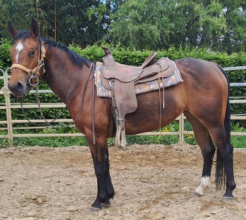 3 jarige amerikaanse paint horse, Dieren en Toebehoren, Paarden, Merrie, Zadelmak