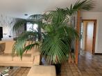 ENORME KENTIA-PLANT, Huis en Inrichting, Kamerplanten, Ophalen, 200 cm of meer, Palm, In pot