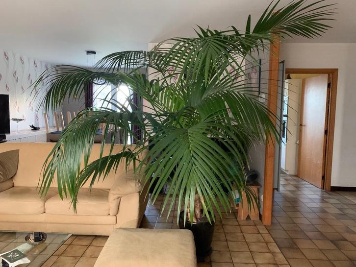 ENORME KENTIA-PLANT, Huis en Inrichting, Kamerplanten, Palm, 200 cm of meer, Groene kamerplant, In pot, Ophalen