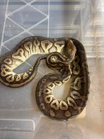 Clown pied kweekgroep, Dieren en Toebehoren, Reptielen en Amfibieën, Slang, Tam, 3 tot 6 jaar