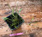 Baldellia ranunculoides, Zomer, Vaste plant, Vijverplanten, Volle zon