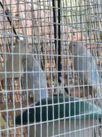 Parkiet, Dieren en Toebehoren, Parkiet