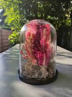 Gedroogde bloemen onder een belletje, Huis en Inrichting, Woonaccessoires | Droogbloemen, Ophalen, Zo goed als nieuw