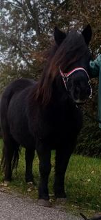 Brave grote maat shetlander merrie kinderpony, Dieren en Toebehoren, Pony's, Merrie, Gechipt, Zadelmak, A pony (tot 1.17m)