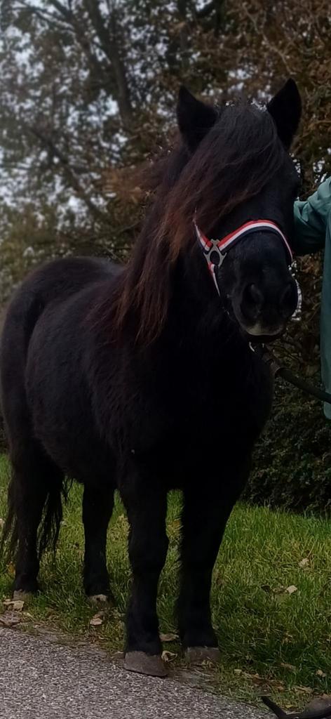 Brave grote maat shetlander merrie kinderpony, Dieren en Toebehoren, Pony's, Merrie, Zadelmak, A pony (tot 1.17m), Recreatiepony